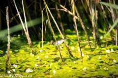 Reed Warbler on Reed Side View