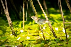 Reed Warbler on Reed Side View