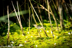 Reed Warbler on Reed Side View