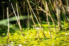 Reed Warbler on Reed Side View