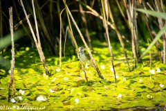 Reed Warbler on Reed Side View