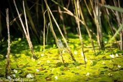 Reed Warbler on Reed Side View