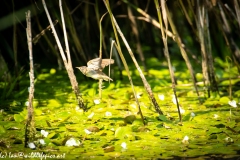 Reed Warbler in Flight Side View