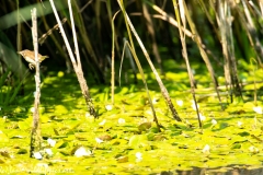 Reed Warbler in Flight Side View