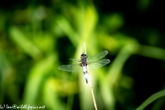 Dragonfly on Reed Top View