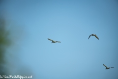 Oystercatchers in Flight Back View