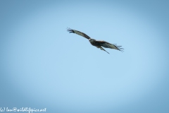 Red Kite in Flight Front View