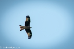 Red Kite in Flight Under View