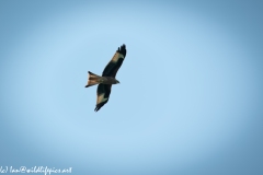 Red Kite in Flight Under View