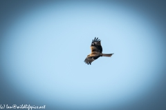 Red Kite in Flight Side View