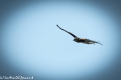 Red Kite in Flight Front View