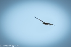 Red Kite in Flight Front View