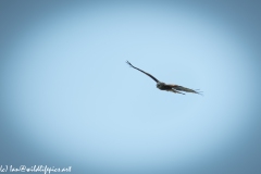 Red Kite in Flight Front View