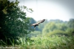 Juvenile Marsh Harrier in Flight Side View