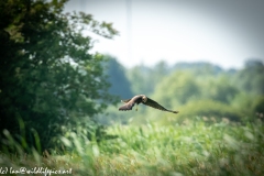 Juvenile Marsh Harrier in Flight Side View