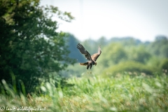 Juvenile Marsh Harrier in Flight Side View