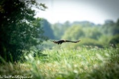 Juvenile Marsh Harrier in Flight Side View