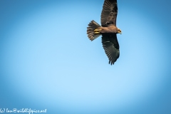 Juvenile Marsh Harrier in Flight Under View