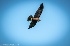 Juvenile Marsh Harrier in Flight Under View