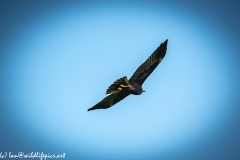 Juvenile Marsh Harrier in Flight Back View