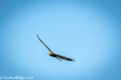 Juvenile Marsh Harrier in Flight Front View