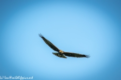 Juvenile Marsh Harrier in Flight Front View