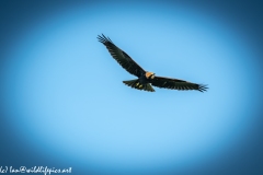 Juvenile Marsh Harrier in Flight Front View