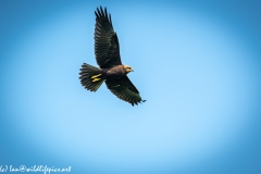 Juvenile Marsh Harrier in Flight Under View