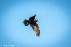 Juvenile Marsh Harrier in Flight Under View