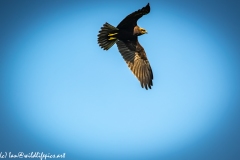 Juvenile Marsh Harrier in Flight Under View