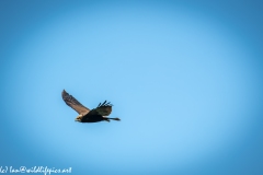 Juvenile Marsh Harrier in Flight Side View