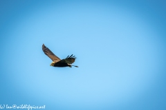 Juvenile Marsh Harrier in Flight Side View