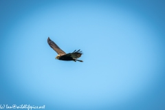 Juvenile Marsh Harrier in Flight Side View