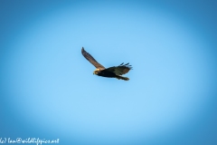 Juvenile Marsh Harrier in Flight Side View