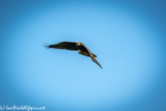 Juvenile Marsh Harrier in Flight Front View