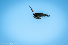 Juvenile Marsh Harrier in Flight Front View