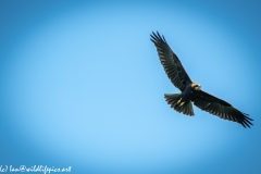 Juvenile Marsh Harrier in Flight Under View