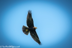 Juvenile Marsh Harrier in Flight Under View