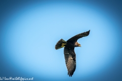 Juvenile Marsh Harrier in Flight Under View