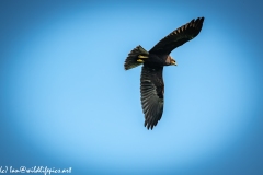 Juvenile Marsh Harrier in Flight Under View