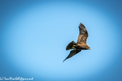 Juvenile Marsh Harrier in Flight Back View