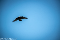 Juvenile Marsh Harrier in Flight Front View