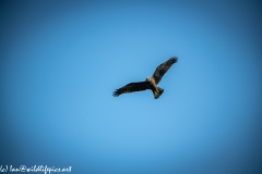 Juvenile Marsh Harrier in Flight Front View