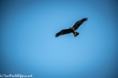 Juvenile Marsh Harrier in Flight Front View