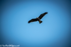 Juvenile Marsh Harrier in Flight Front View