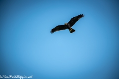 Juvenile Marsh Harrier in Flight Front View