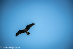 Juvenile Marsh Harrier in Flight Front View