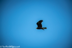 Juvenile Marsh Harrier in Flight Side View