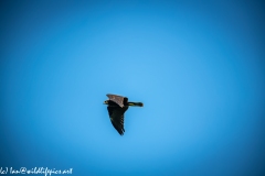 Juvenile Marsh Harrier in Flight Side View