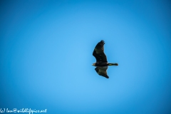 Juvenile Marsh Harrier in Flight Side View